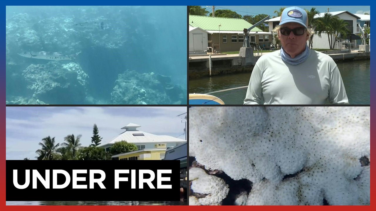 Florida's corals bleach as seawater reaches record temperatures
