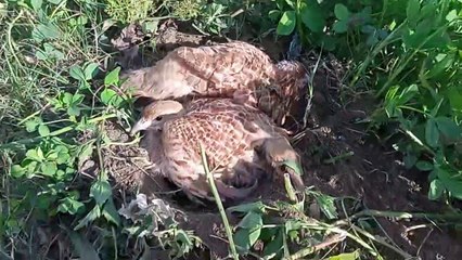Jungli teetar chicks awaz