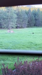 Cat Tries To Befriend Deer