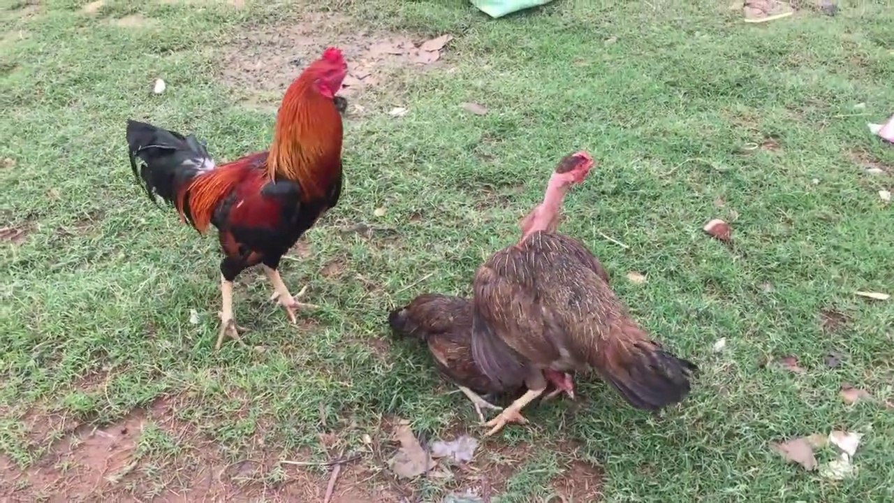 "Feisty Mothers: Hen's Epic Battle to Protect Her Chicks!"