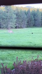 Cat Tries To Befriend Deer