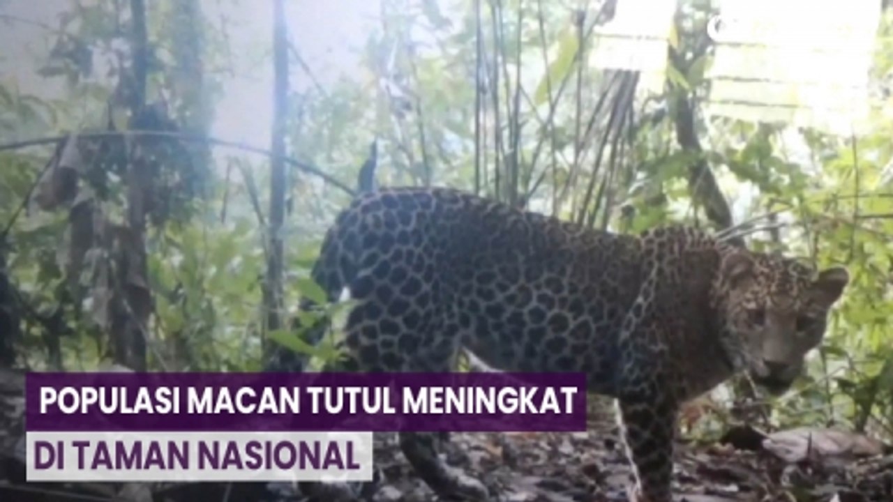 22 Ekor Macan Tutul Terekam Kamera Pengintai di Taman Nasional Meru Betiri Jember