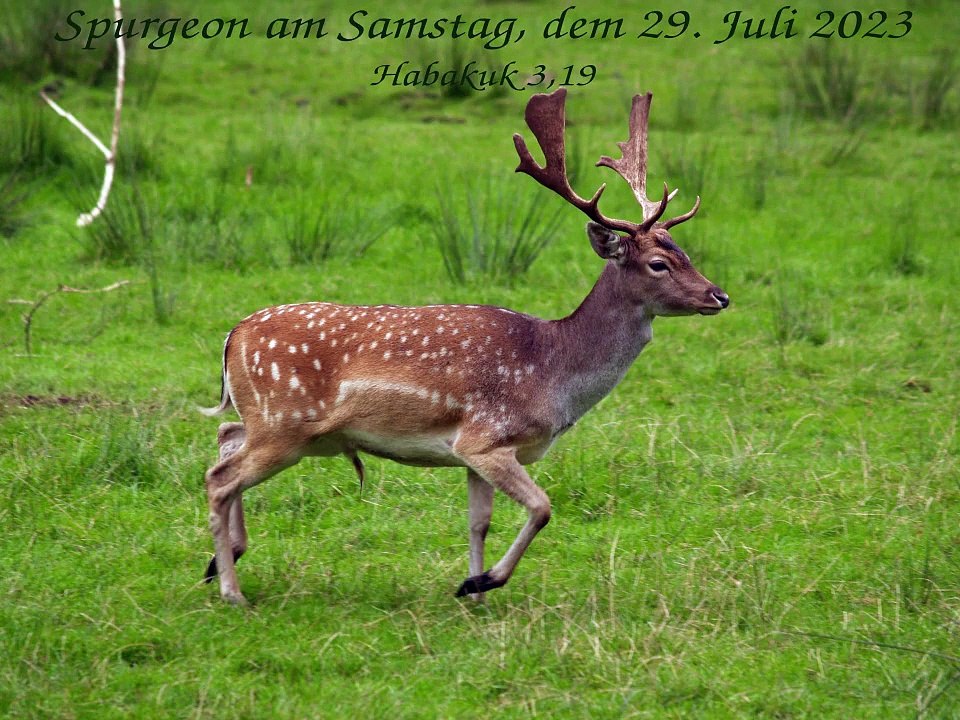 Spurgeon am Samstag, dem 29. Juli 2023