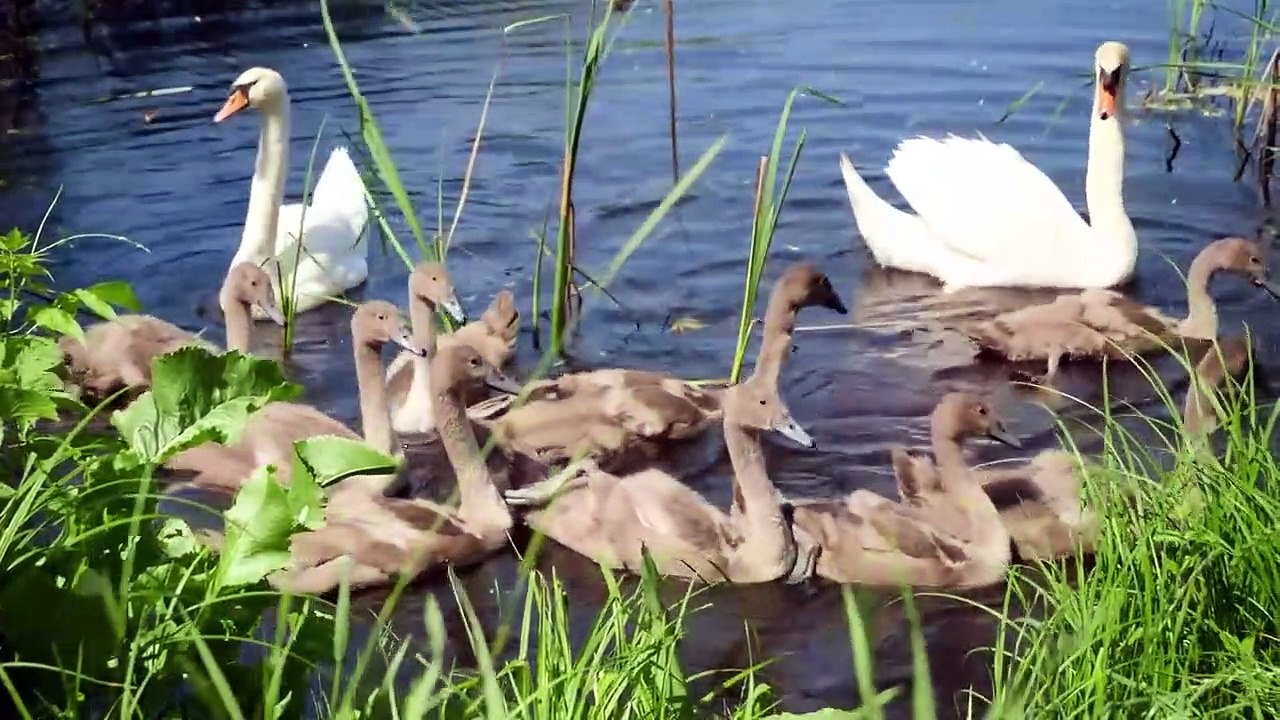 Music for the soul -  Music heals heart disease, relax.