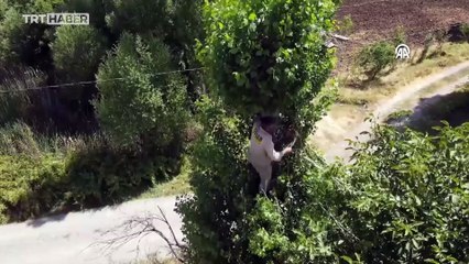 Baba emaneti leylek yuvalarını 30 yıldır titizlikle koruyor