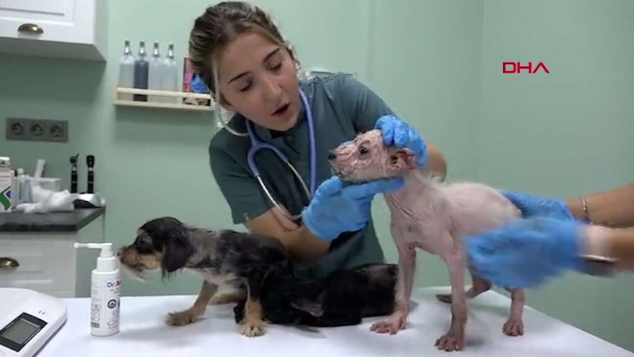 Kapatılan üretim çiftliğindeki köpekler ölüme terk edilmiş