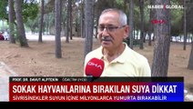 Sokak hayvanlarına bırakılan suya dikkat! Uzmandan uyarı geldi