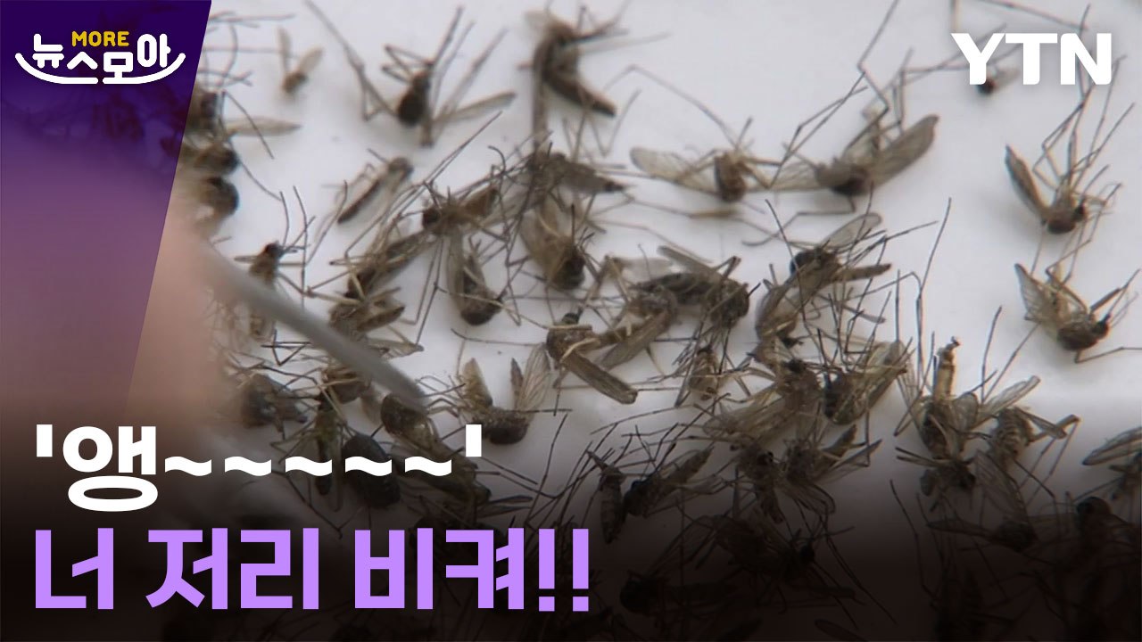 [뉴스모아] "가장 위험한 동물 1위"... 피할 수 있을까? / YTN