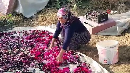 Yol kenarından toplayıp, kilosunu 90 TL'ye satıyorlar