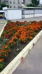 Гулянка до магазина. Перископ. Эфир. #Кристи#Карамелька