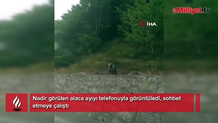 Nadir görülen alaca ayıyı telefonuyla görüntüledi, sohbet etmeye çalıştı