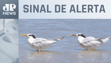 Bahia decreta emergência zoossanitária para gripe aviária