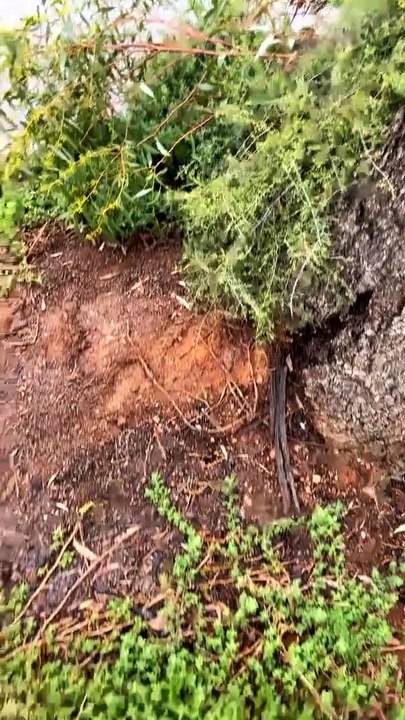 Tree Leaks Water
