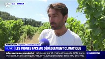 Les vignes font face au dérèglement climatique dans le Luberon