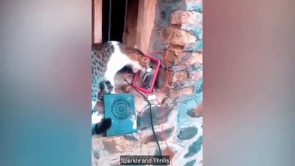 Pet Stories | Pawsitivity Heartwarming Pet Stories