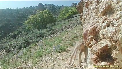 Anadolu yaban koyunu yavrusu fotokapana yakalandı!