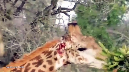 Wildlife Wonders: Nature's Treasures