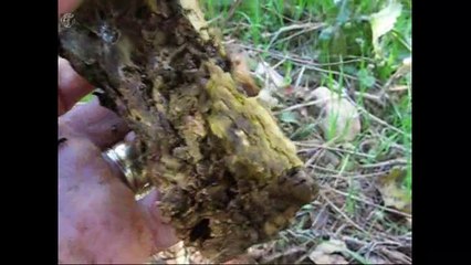 Pisolithus arrhizus. Champimaginatis. English Text