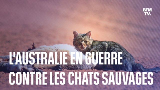 Robots tueurs, saucisses piégées...Comment l'Australie s'est retrouvée en guerre contre les chats sauvages