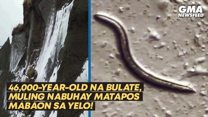 46,000-year-old na bulate, muling nabuhay matapos mabaon sa yelo! | GMA News Feed