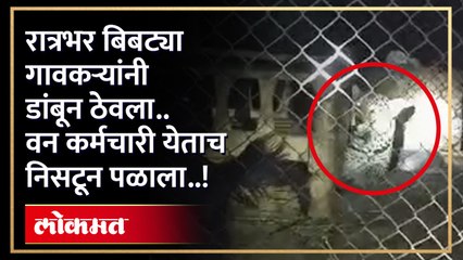 थरारक..शिकारीसाठी बिबट्या शेळ्यांच्या गोठ्यात तार कंपाऊंड मध्ये शिरला..ग्रामस्थांना कळताच रात्रभर कंपाऊंड मध्येच कोंडला..पण सकाळी वनआधिकारी येताच बिबट्या निसटून पळाला..ग्रामस्थांचा संताप.