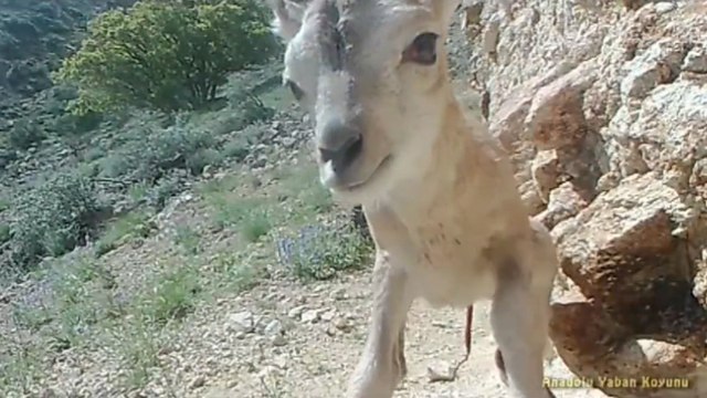Anadolu yaban koyunu yavrusu, fotokapana böyle yansıdı