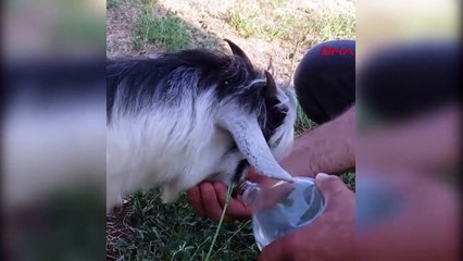 Les citoyens ont donné de l'eau aux chevreaux et aux chats accablés par la chaleur.