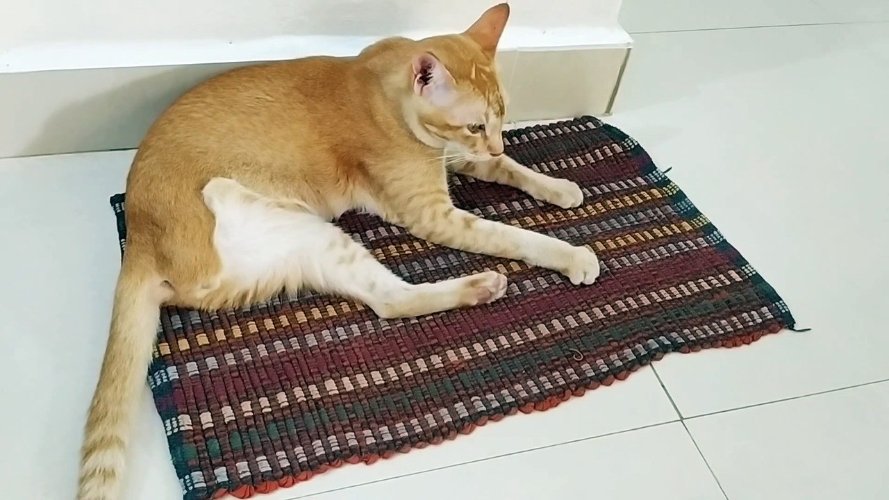 Saturday morning vlog#5