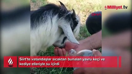 Siirt'te sıcaktan bunalan yavru keçi ve kediye su verdiler