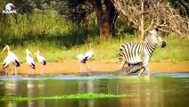 30 Moments When Crocodiles Attack Leopards, Zebras And Buffalos   Animal Fight