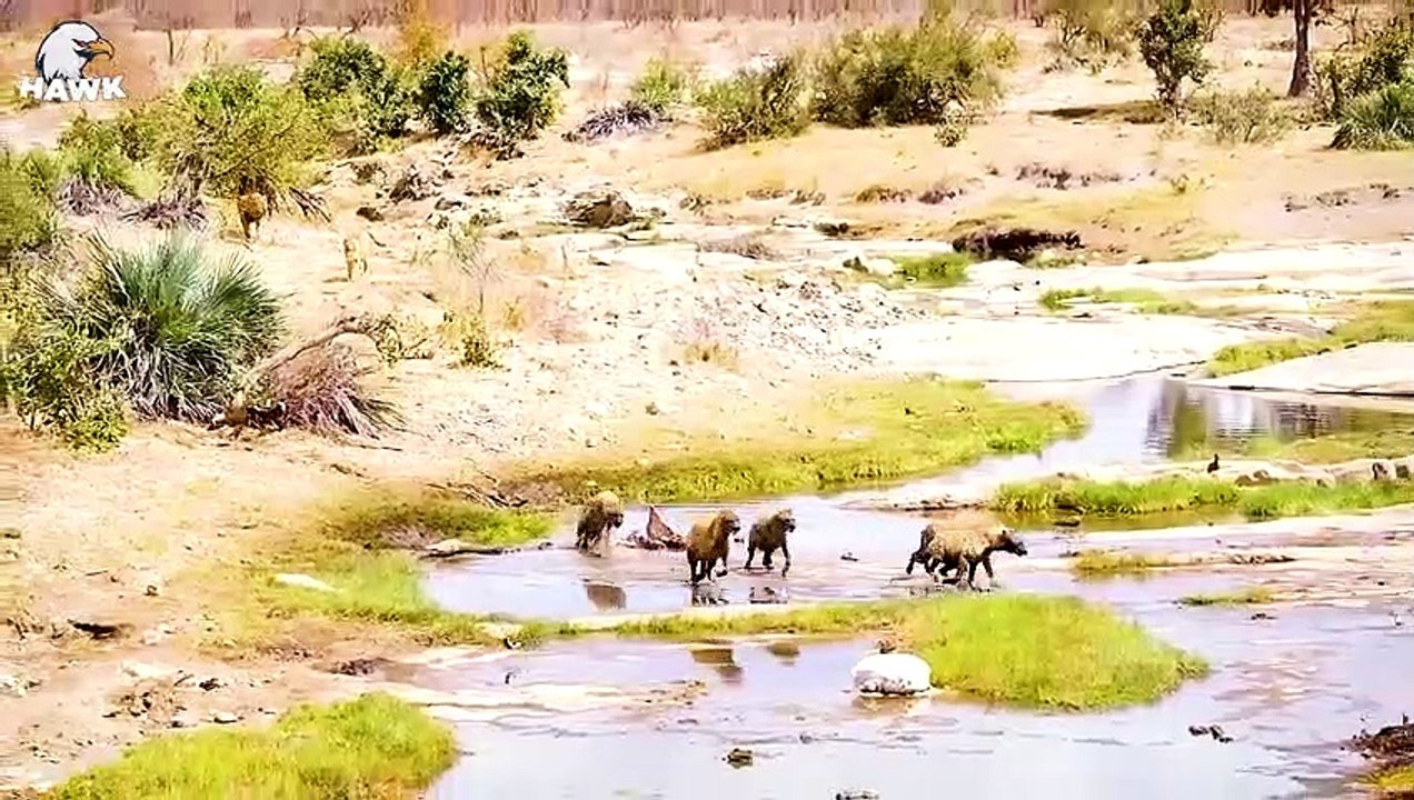 30 Moments The Hyena Was Injured By The Big Cat...