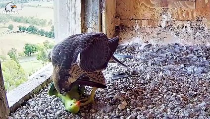 30 Terrifying Moments When a Bird Ate Another Bird   Animal Fight