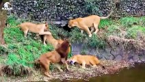 30 Injured Big Cat Moments Constantly Living In Pain   Animal Fight
