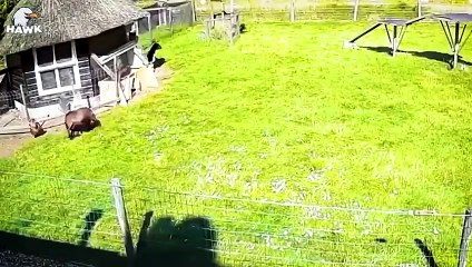 30 Moments Foolish Eagle Pay The Price When It Think Rooster Is A Weak Prey   Animal Fight