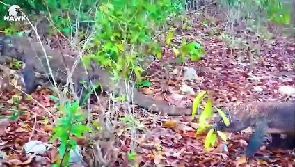 30 Moments When Using Horns Against Komodo Dragons, What Happens Next   Animal Fight