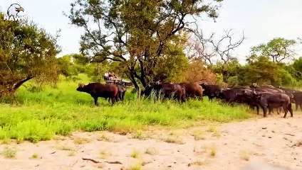 30 Moments When Lions Show Terrible Hunting Skills, What Happens Next   Animal Fight