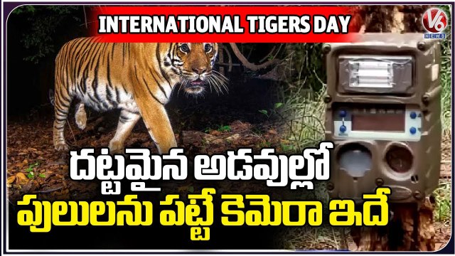 Nagarjuna Sagar-Srisailam Tiger Reserve_ Officials Captured Tiger's Movement With Cameras _ V6 News (1)