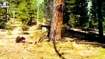 30 Moments Big Cat Goes Crazy When He Finds Out His Cub Was Taken By Bear And Tortured