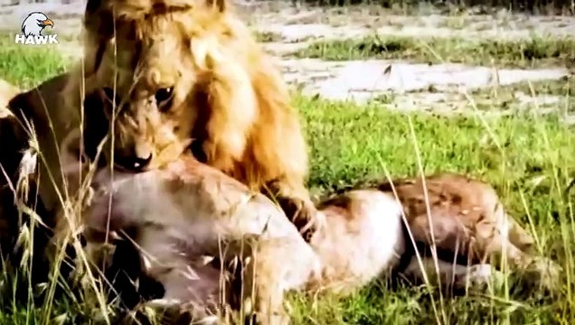30 Moments When Old Big Cats Are Injured, Injured Big Cats Fight Ferocious Prey Animal Fight