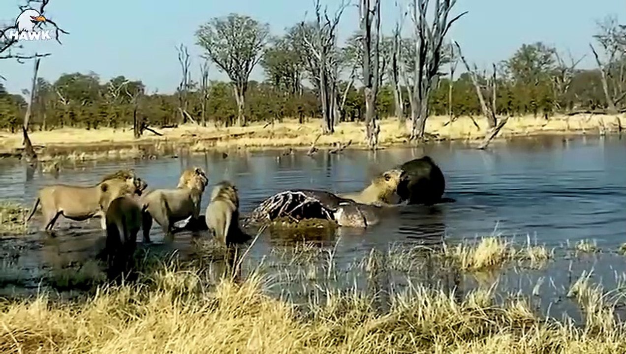 30 Moments When Buffalo Use Their Horns To Injure Lions, What Happens Next   Animal Fight