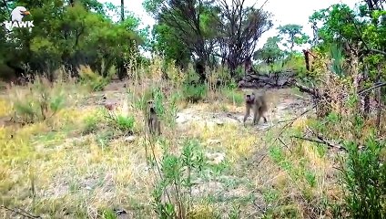 30 Moments Old Leopard Is Seriously Injured And What Bad Thing Happened To The Poor Leopard