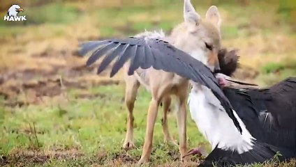 30 Brutal Moments Of Hunting Jackals Fighting Pythons   Animal Fight