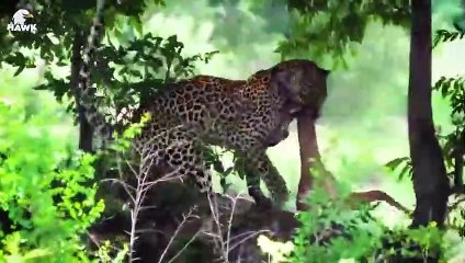 30 Scary Moments When Crocodiles Fight With Their Prey, What Happens Next   Animal Fight