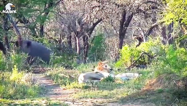 30 Moments When Rhinos Use Their Sharp Horns To Crush Lions, What Happens Next Animal Fight