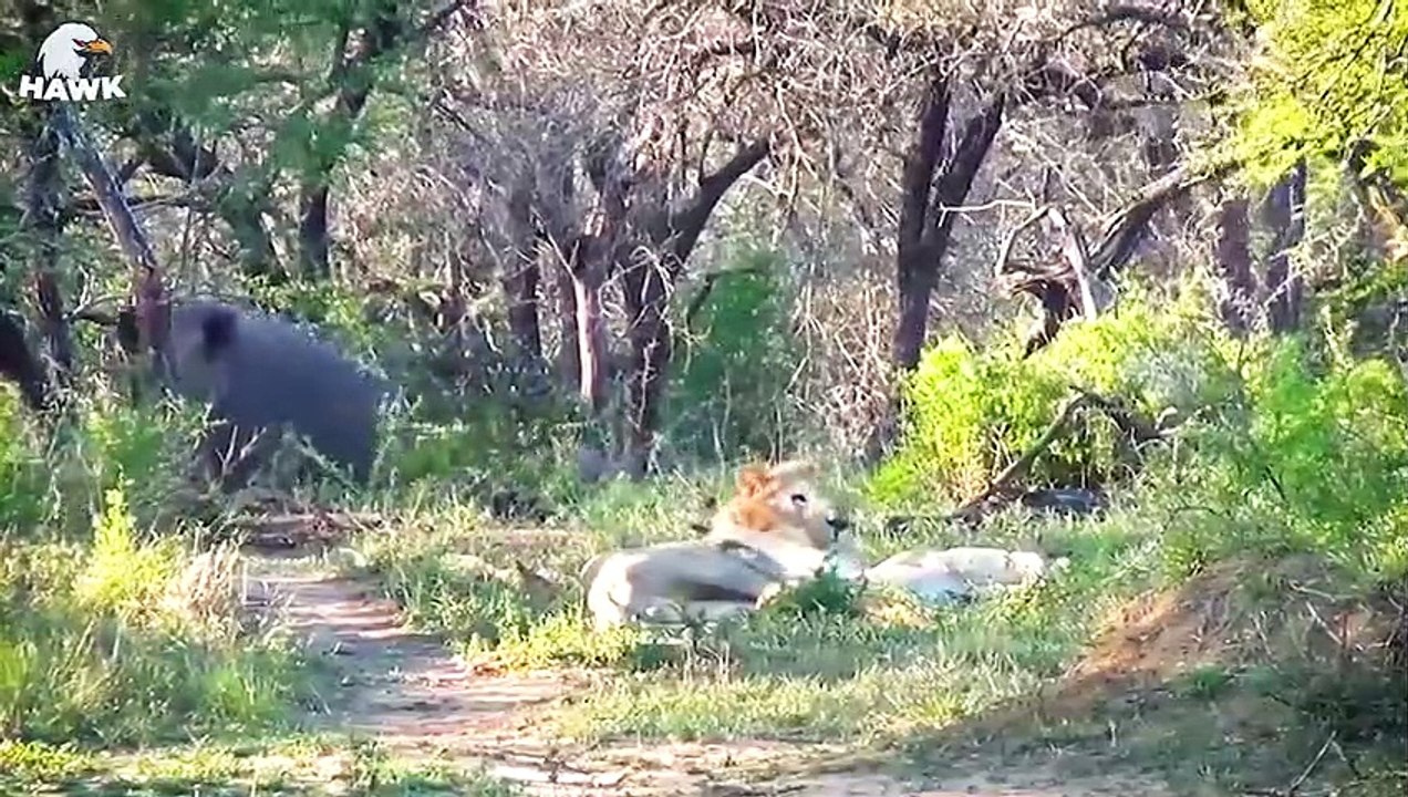 30 Moments When Rhinos Use Their Sharp Horns To Crush Lions, What Happens Next   Animal Fight