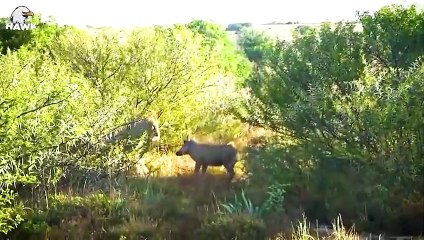 30 Tragic Ending When Lions Hunt Alone! Warthogs Attack The Lion Mercilessly   Animal Fight