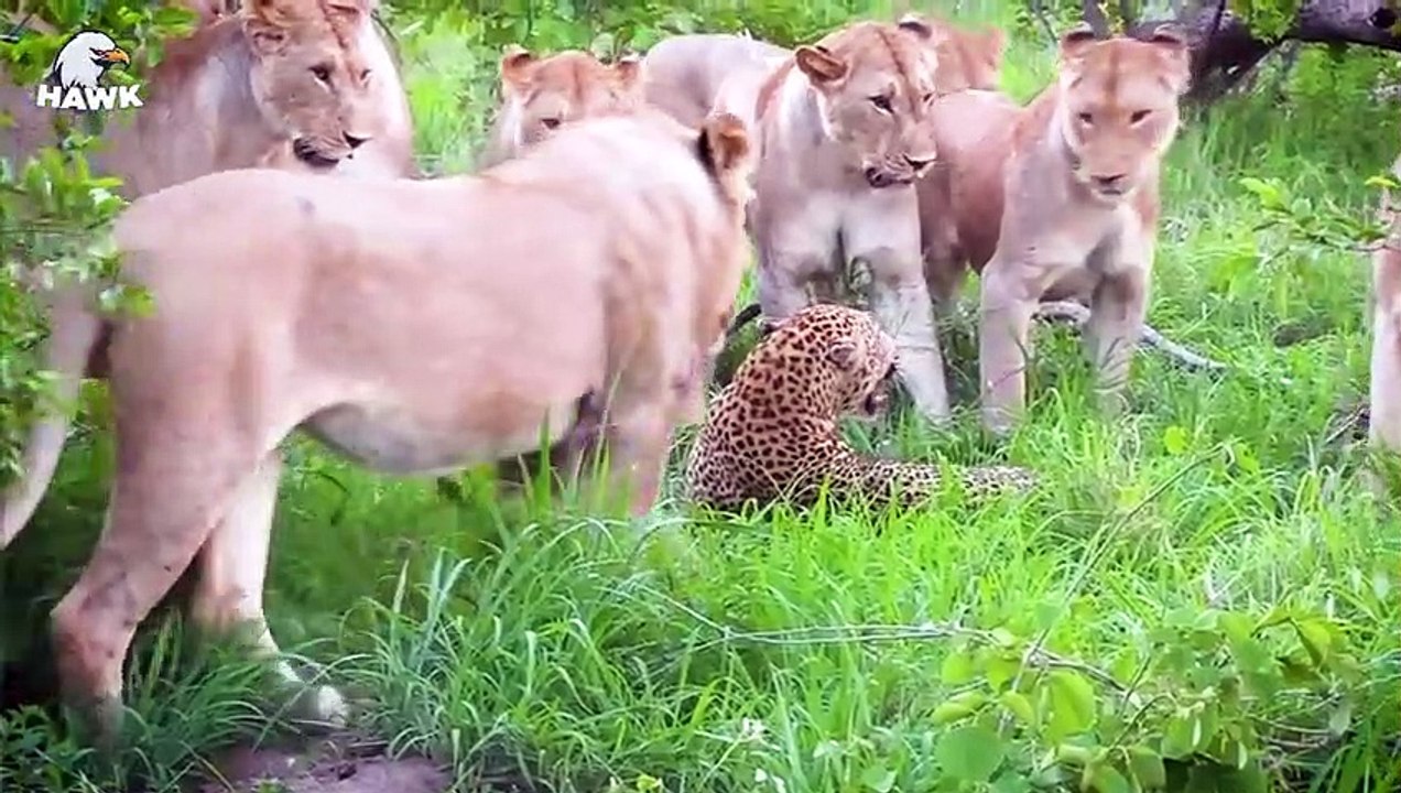 30 Moments Eagle Received Tragic End For Daring To Attack Lion Cub   Animal Fight