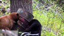 30 Brutal Moments When Bears Hunt Mercilessly   Animal Fight