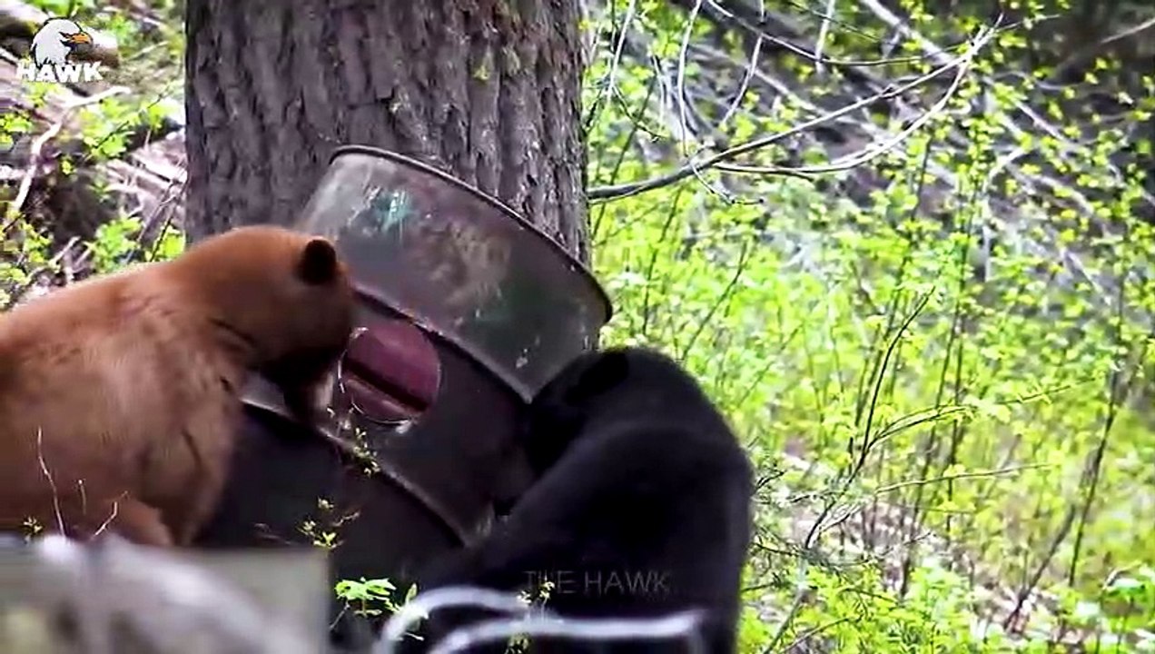 30 Brutal Moments When Bears Hunt Mercilessly   Animal Fight