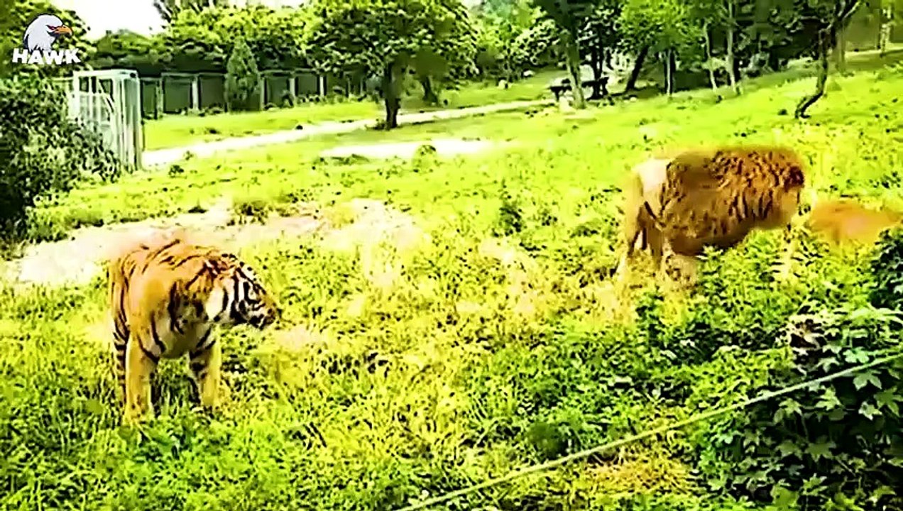30 Moments When Fighting Animals Can Beat A Lion   Animal Fight